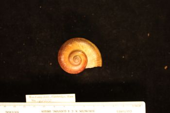 Media type: image; Malacology 125222